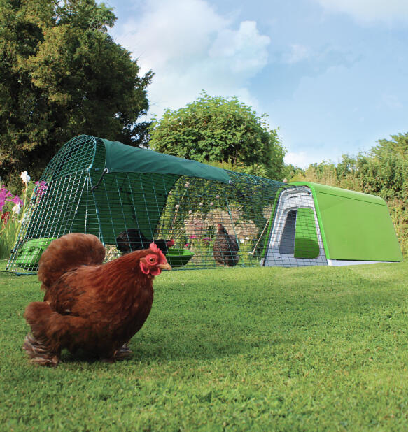 Pollo marrone davanti al pollaio facile da montare Eglu Go 