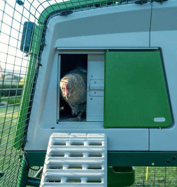 Pollo che emerge da un Autodoor intelligente su un coop Eglu pro