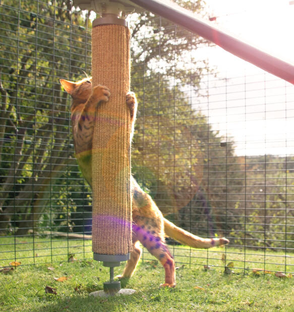 Un gatto che graffia il tiragraffi attaccato al palo Freestyle 