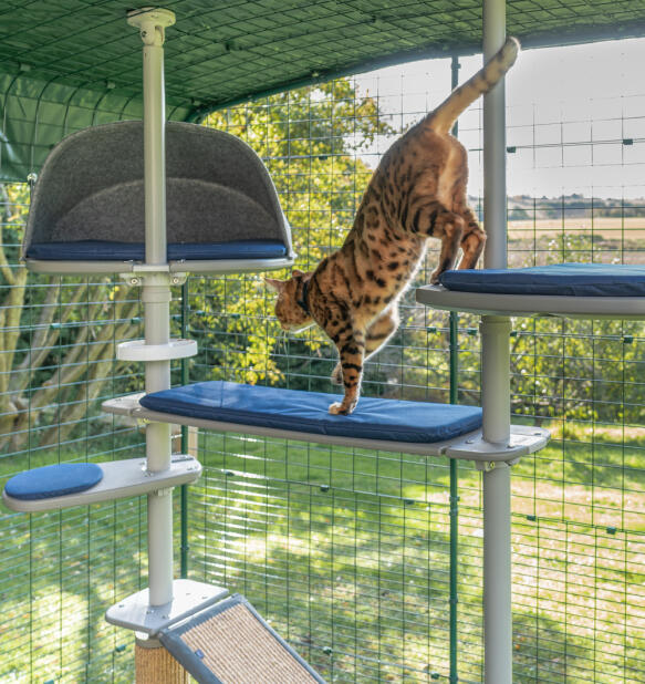 Un gatto che si arrampica sugli accessori dell'albero per gatti Freestyle 