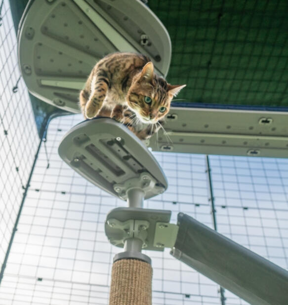 Un gatto che si arrampica sui gradini attaccati all'albero per gatti da esterno Freestyle 