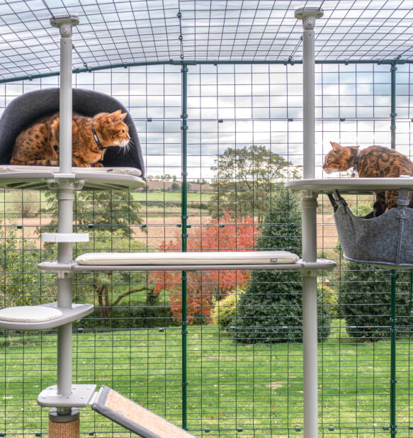 Due gatti che si guardano mentre sono sull'albero dei gatti Freestyle 