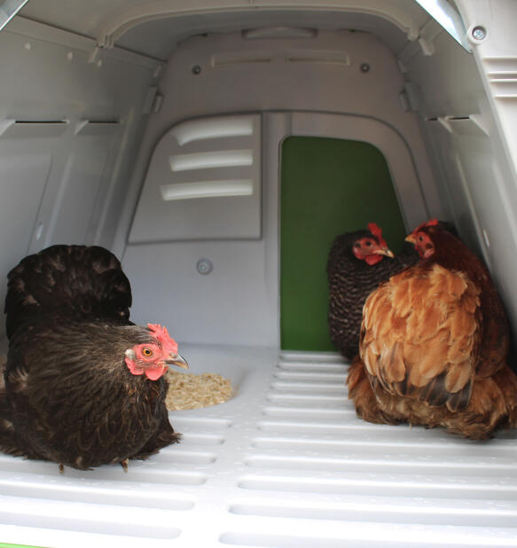 Galline all'interno della cassetta nido del pollaio Omlet Eglu Go 