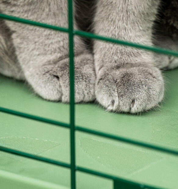 Zampe di gatto su superficie antiscivolo del tunnel per gatti