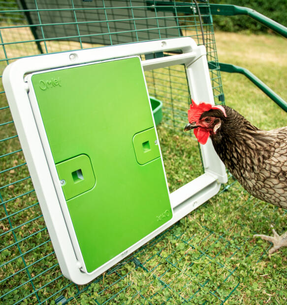Gallina che guarda lo smart Autodoor attaccato a una pista di rete