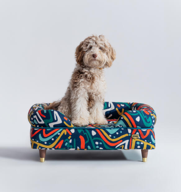 Cane di peluche seduto su un letto a bolster dai colori vivaci