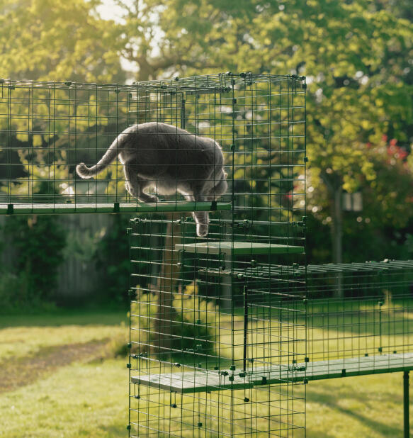 Gatto di grandi dimensioni che utilizza una resistente torre tunnel per gatti