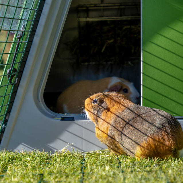 Primo piano di una cavia rivolta verso l'ingresso della conigliera, all'interno del percorso della conigliera Eglu Go .