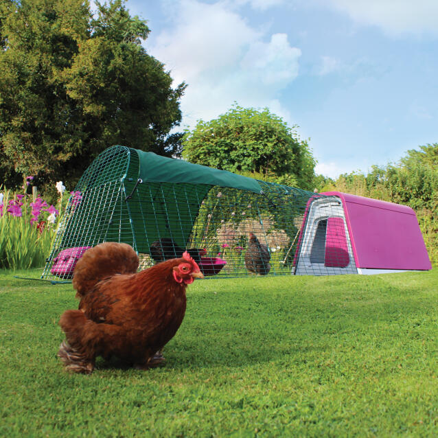 Un pollaio Eglu Go con recinto in un giardino con tre galline