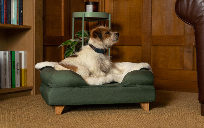 Terrier su letto a bolster verde con coperta di pelle di pecora