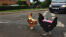 Polli ad alta visibilità in strada