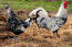 Gallo e gallina di amburGo
