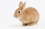 Un primo piano dei bellissimi occhi scuri di un coniglio nano olandese
