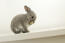 Un incredibile piccolo coniglio nano della groenlandia che si pulisce da solo