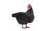 Australorps-chicken-sfondo bianco