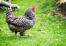 Dominique-chicken Dominique-chicken
