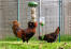 Caddi è il complemento perfetto al Poppy e al Pendant peck toys per tutte le vostre esigenze di alimentazione del pollo. Caddi è il complemento perfetto al Poppy e al Pendant peck toys per tutte le vostre esigenze di alimentazione del pollo.