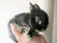 Un meraviglioso piccolo coniglio nano della groenlandia con una morbida pelliccia nera