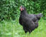 Australorps-pollo-nero