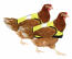 Giubbotti di pollo gialli ad alta visibilità Giubbotti di pollo gialli ad alta visibilità