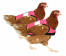 Confezione doppia di giubbotti di pollo rosa ad alta visibilità Confezione doppia di giubbotti di pollo rosa ad alta visibilità