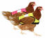 Ricevere una giacca da pollo ad alta visibilità in ogni colore. Ricevere una giacca da pollo ad alta visibilità in ogni colore.