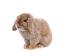 Le meravigliose orecchie flosce di un coniglio lop francese