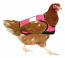 Giacca di pollo ad alta visibilità in rosa