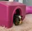Colorata cavia maculata in un rifugio rosa Omlet con un tubo su un tappeto soffice in casa