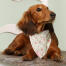 Cane seduto su una sedia con una bandana di cath kidston a stampa floreale Cane seduto su una sedia con una bandana di cath kidston a stampa floreale