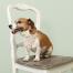 Un cane con una bandana floreale di cath kidston su una sedia