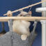 Gatto bianco che gioca con il pesce giocattolo nel Omlet Freestyle pavimento al soffitto amaca albero gatto