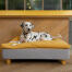 Cane sdraiato su Omlet Topology letto per cani con topper beanbag e piedi rotondi in legno