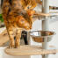 Gatto indagando ciotola trattare su Freestyle indoor pavimento al soffitto albero del gatto