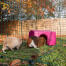 Due porcellini d'india, uno marrone e uno bianco in una passeggiata in esecuzione Going in un rifugio rosa