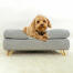 Cane seduto su Omlet Topology letto per cani con bolster bed topper e Gold hairpin piedi