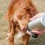 Cane leccare acqua da zampe lunghe bottiglia d'acqua per cani