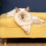 Carino gatto bianco soffice seduto su mellow giallo memoria schiuma gatto bolster letto con i piedi tappo di ottone
