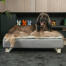 Cane seduto su Omlet Topology letto per cani con topper trapuntato e piedini bianchi