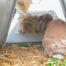 Un coniglio che mangia dal portafieno sul retro di una conigliera Eglu Go .