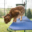 Primo piano di gatto in Omlet catio all'aperto in piedi su mensola blu gatto all'aperto Primo piano di gatto in Omlet catio all'aperto in piedi su mensola blu gatto all'aperto