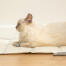 Gatto che gioca con l'erba gatta giocattoli sardine sdraiato in alta qualità Omlet tappetino di raffreddamento