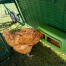 Galline che mangiano all'interno del pollaio copertura per Eglu Go up pollaio