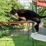 Gatto che si arrampica sulla mensola rossa per gatti all'aperto in Omlet catio Gatto che si arrampica sulla mensola rossa per gatti all'aperto in Omlet catio
