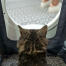 Gatto seduto in Maya gatto lettiera mobili ottenere privacy