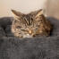 Gattino dorme nell'elegantissima cuccia grigia maya donut