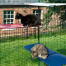 Un gatto seduto su una mensola rossa per gatti all'aperto e l'altro seduto su una mensola blu per gatti all'aperto in Omlet catio