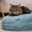 un gatto riposa su una cuccia azzurro tenue un gatto riposa su una cuccia azzurro tenue