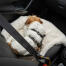 Terrier trasandato assicurato al sedile di un auto su una coperta in pelle di pecora