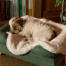 Terrier trasandato che dorme un una coperta in pelle di pecora su una cuccia verde